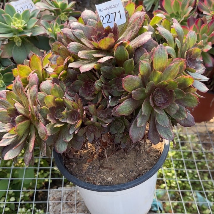 红丝绒多肉法师2271