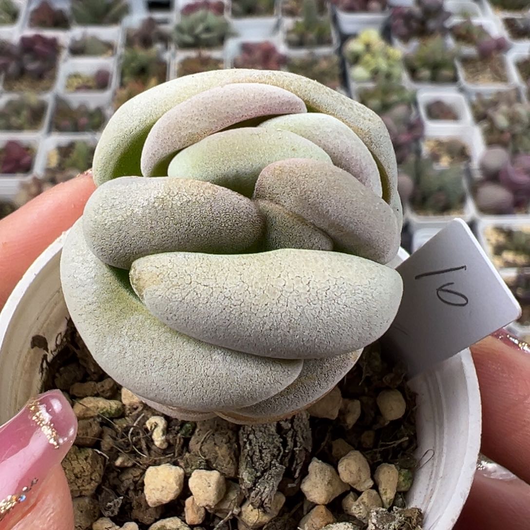 托尼多肉植物水泡