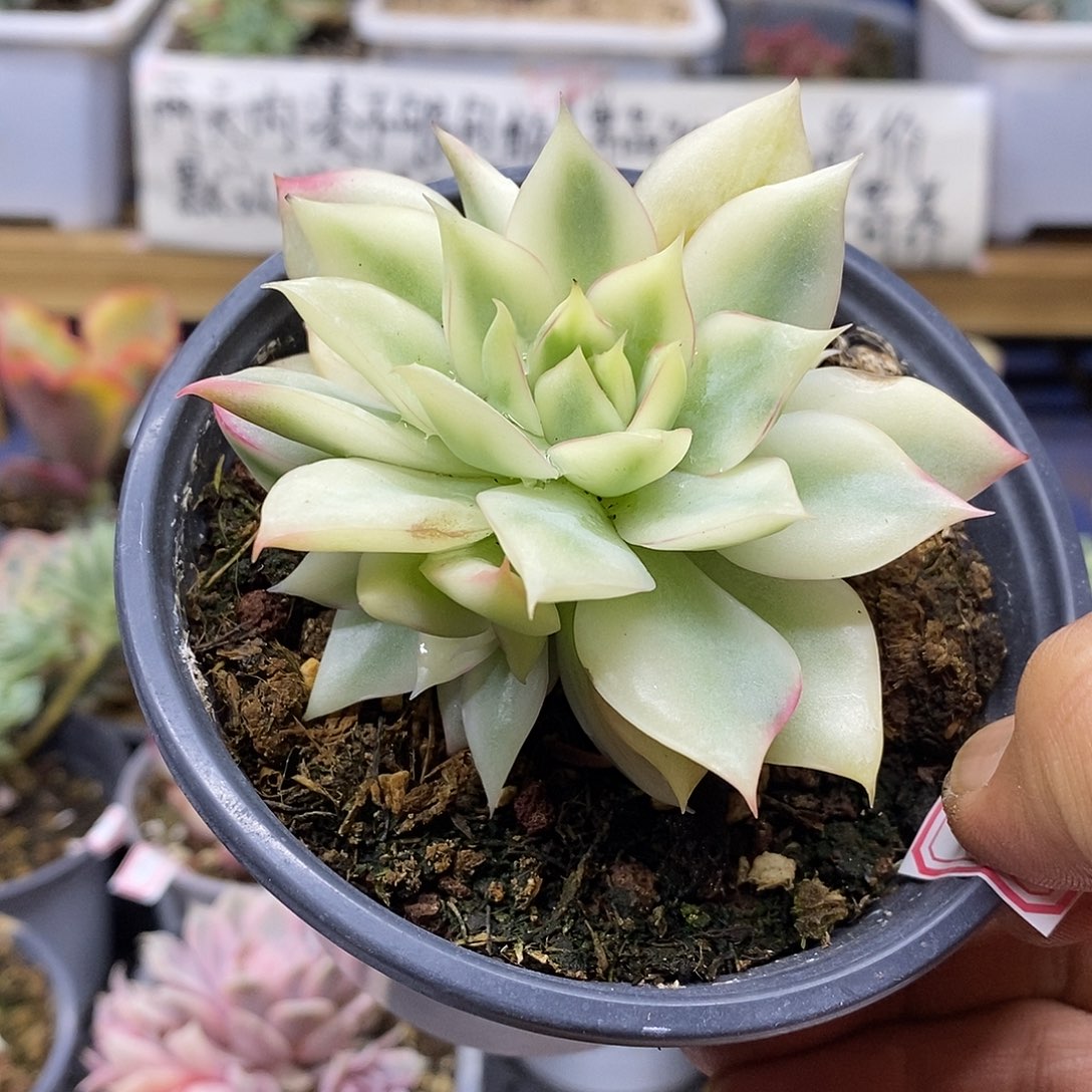 12158 宝莲灯覆轮锦自然群