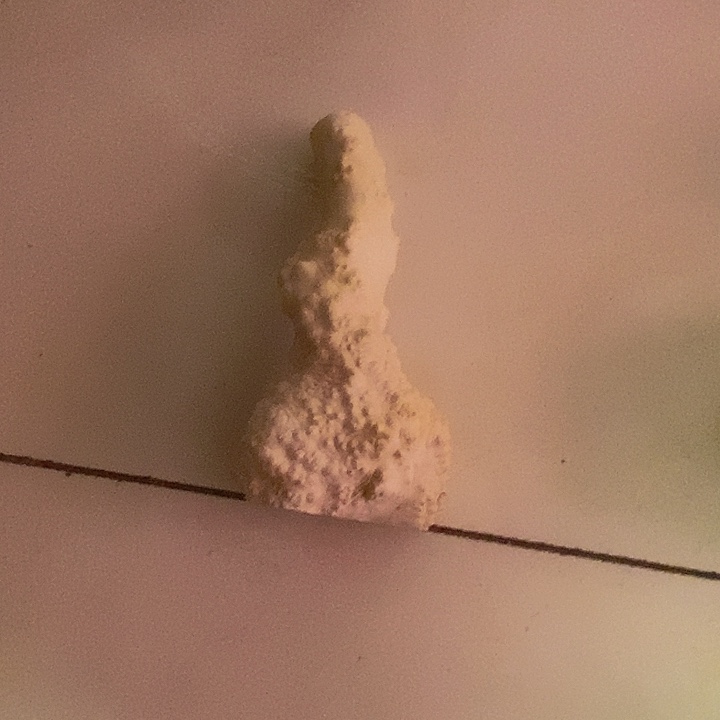 用***人黄杨木等多种木材