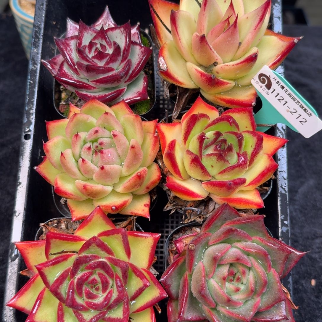 从前慢多肉精选编号1121.212