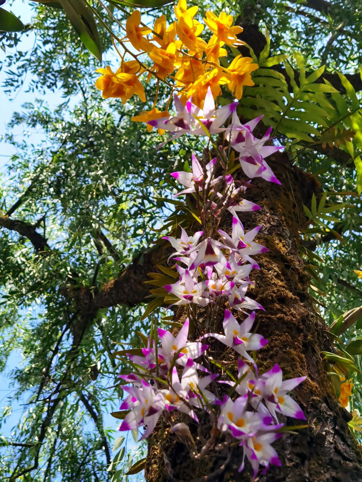云南石斛花 生命力强好种植