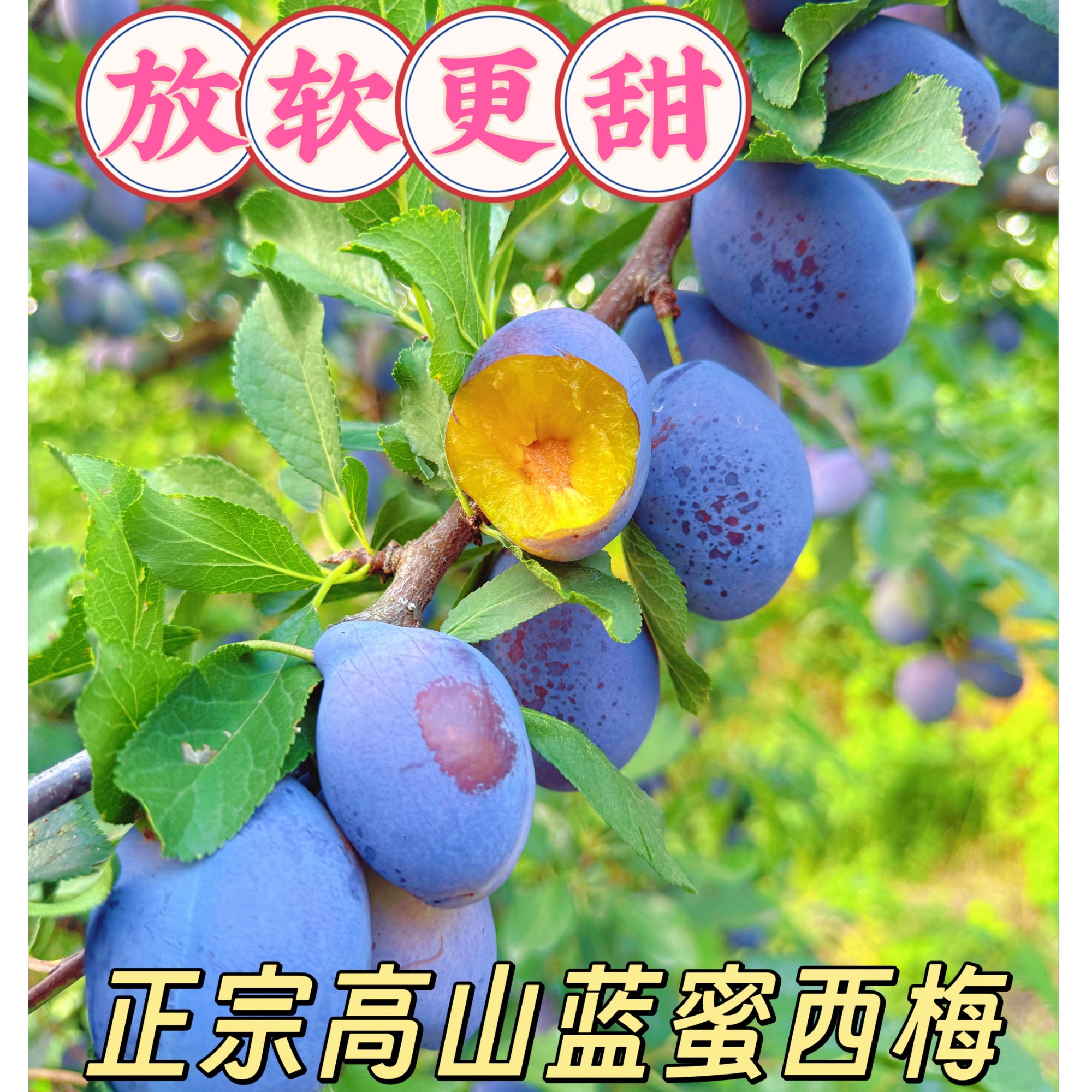 【蓝蜜西梅】四川雅安汉源正宗高山蓝蜜西梅应季水果高品质假一罚十