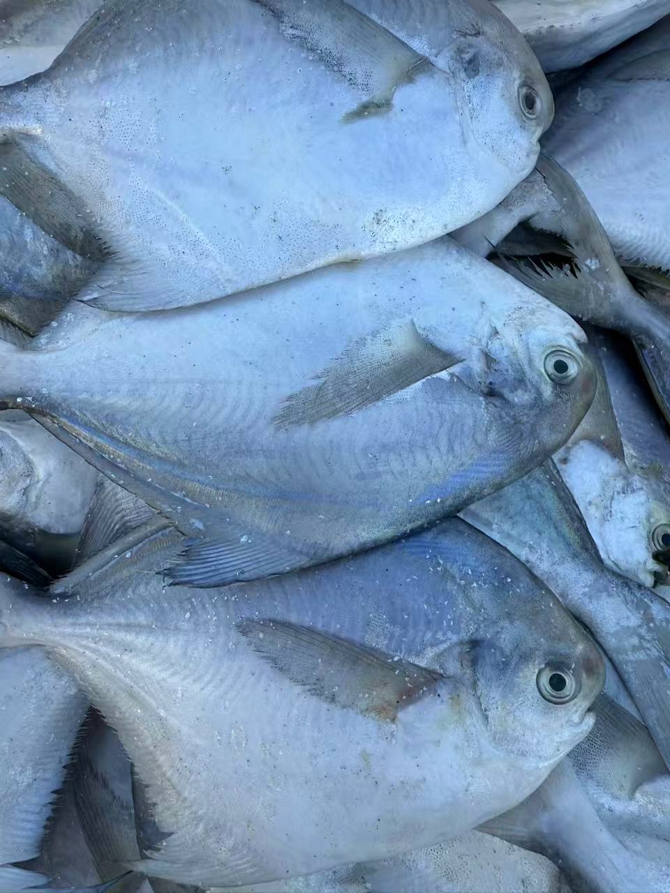 野生深海银鲳鱼净重4斤（新人加1斤）共5斤新鲜速冻顺丰冷链发货