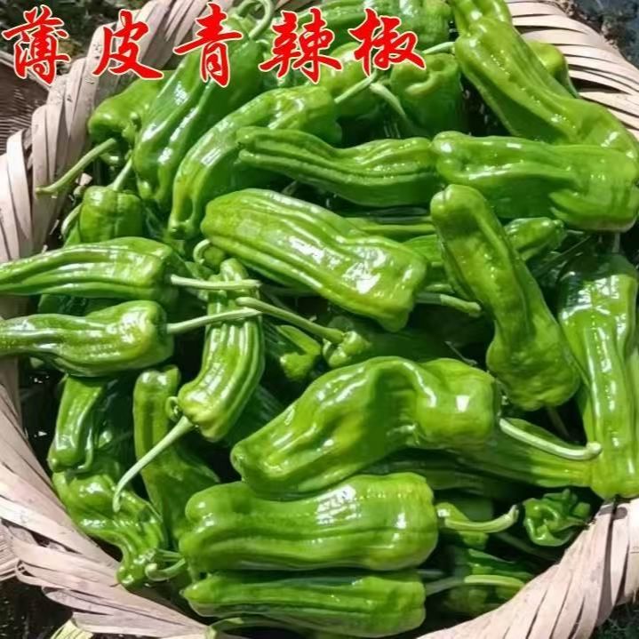【产地直销】农家新鲜薄皮辣椒虎皮青椒不辣微辣芜湖泡椒时令蔬菜