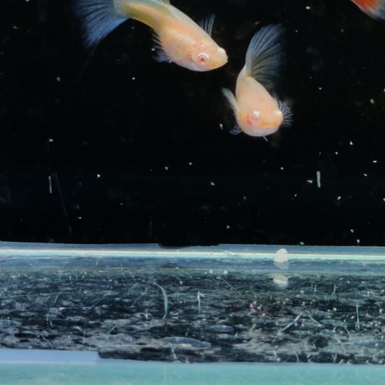 一***燃孔雀鱼火烧云三对