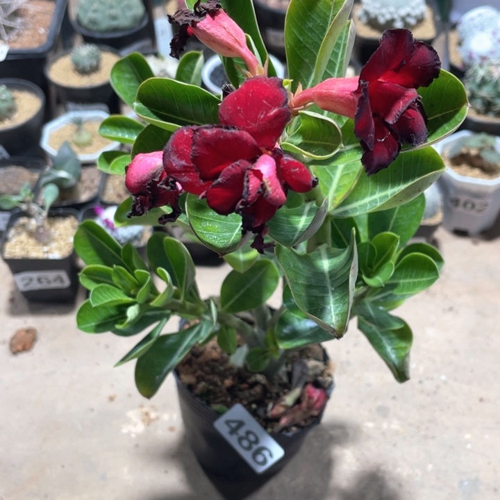 486沙漠玫瑰块根