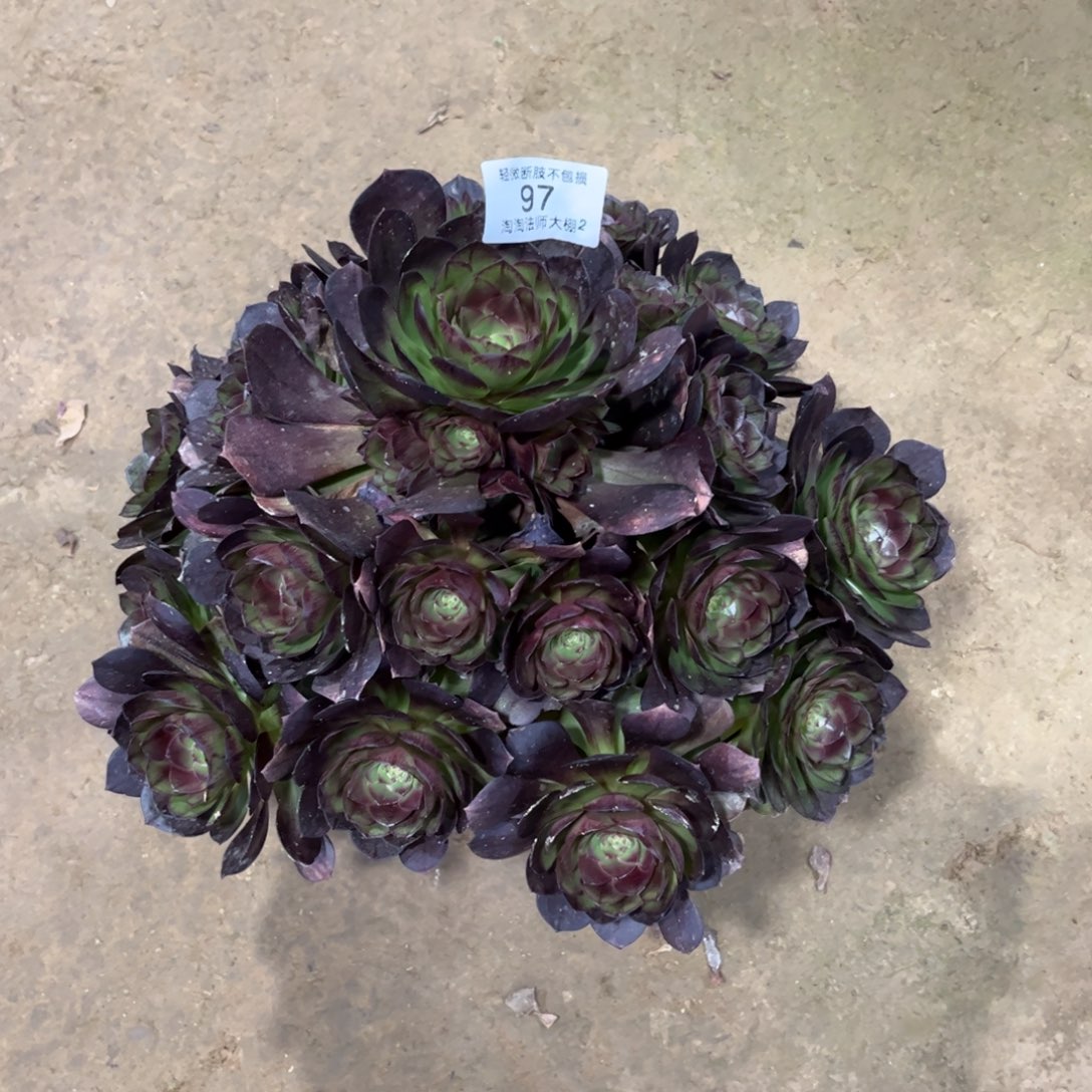97黑魔多肉植物法师