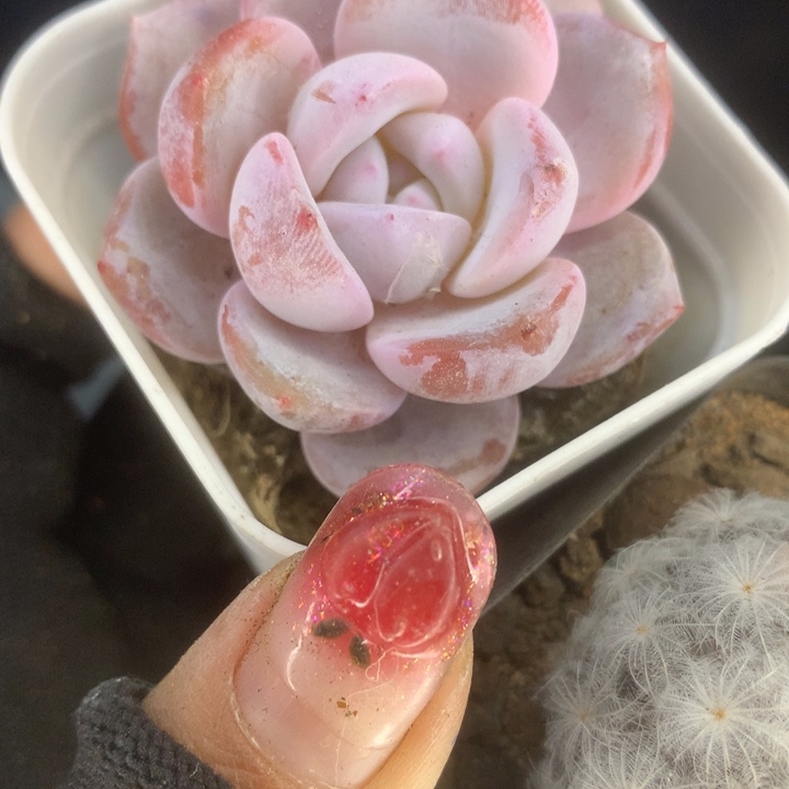 韩版奶茶 一物一拍 包邮 