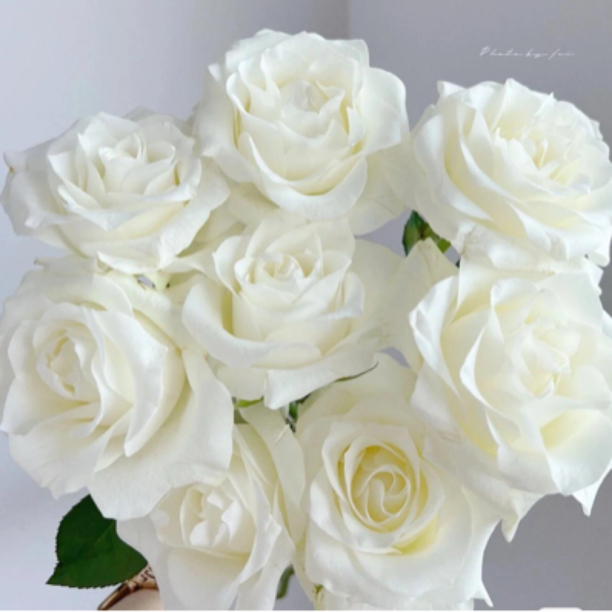 【坦尼克】10支单头玫瑰 鲜切花 办公室插花 新鲜优质鲜花