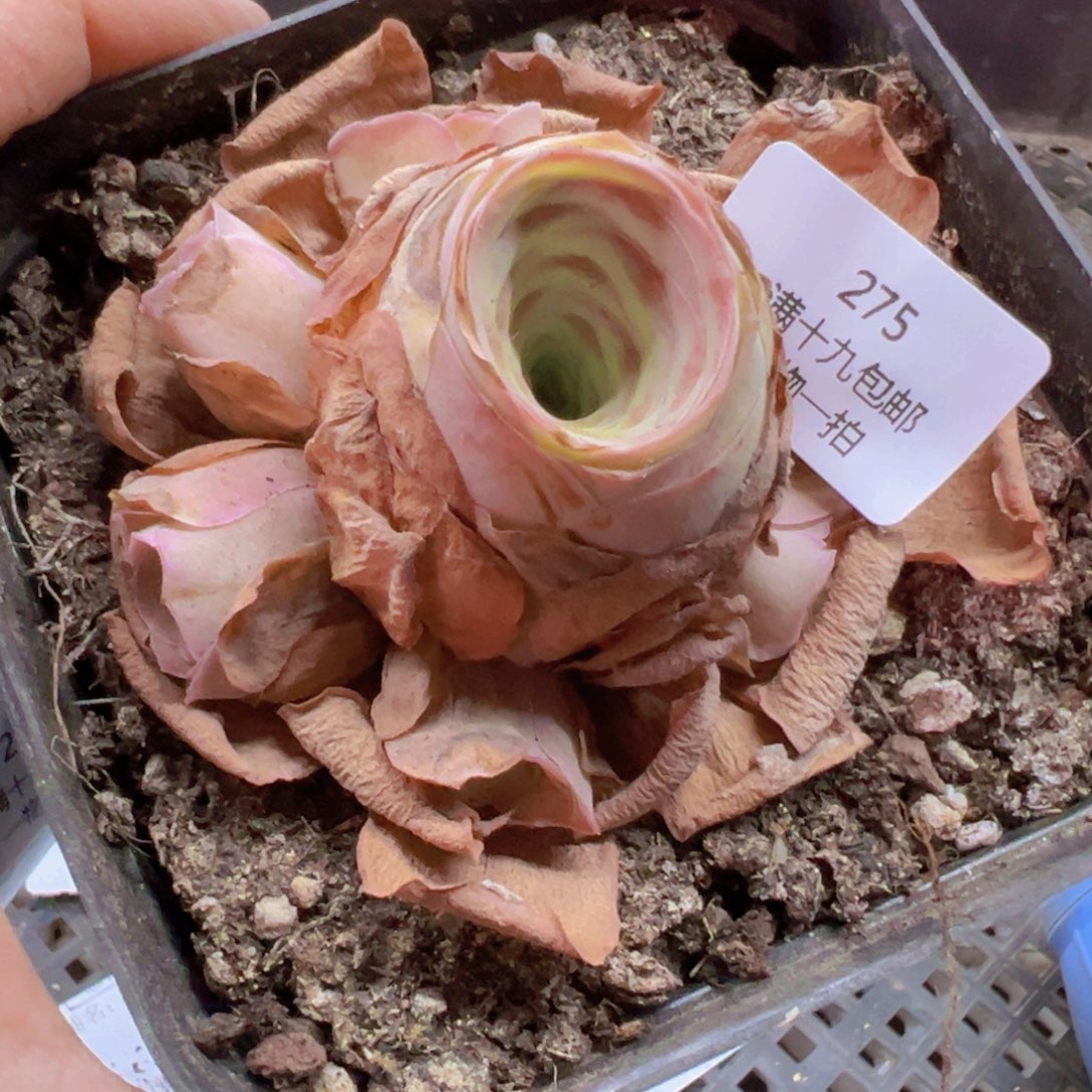 275 带盆土发货无售后