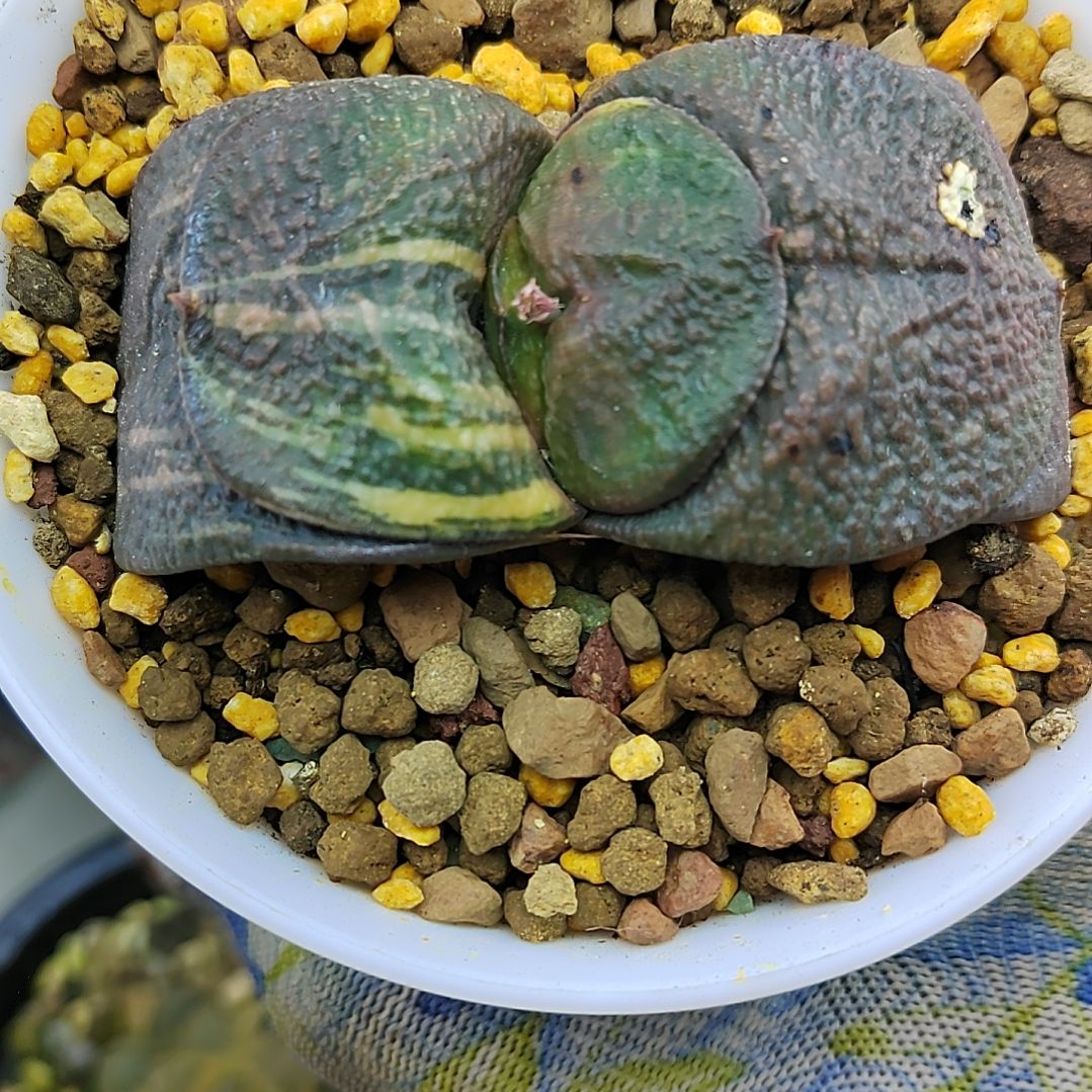 206号 军配实生卧牛 6厘米左右一物一拍带盆