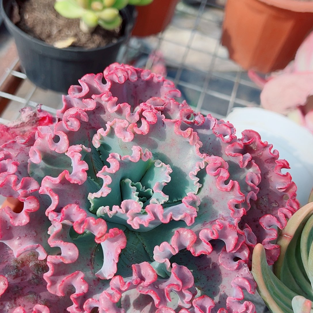 女王花笠大单头精品特价