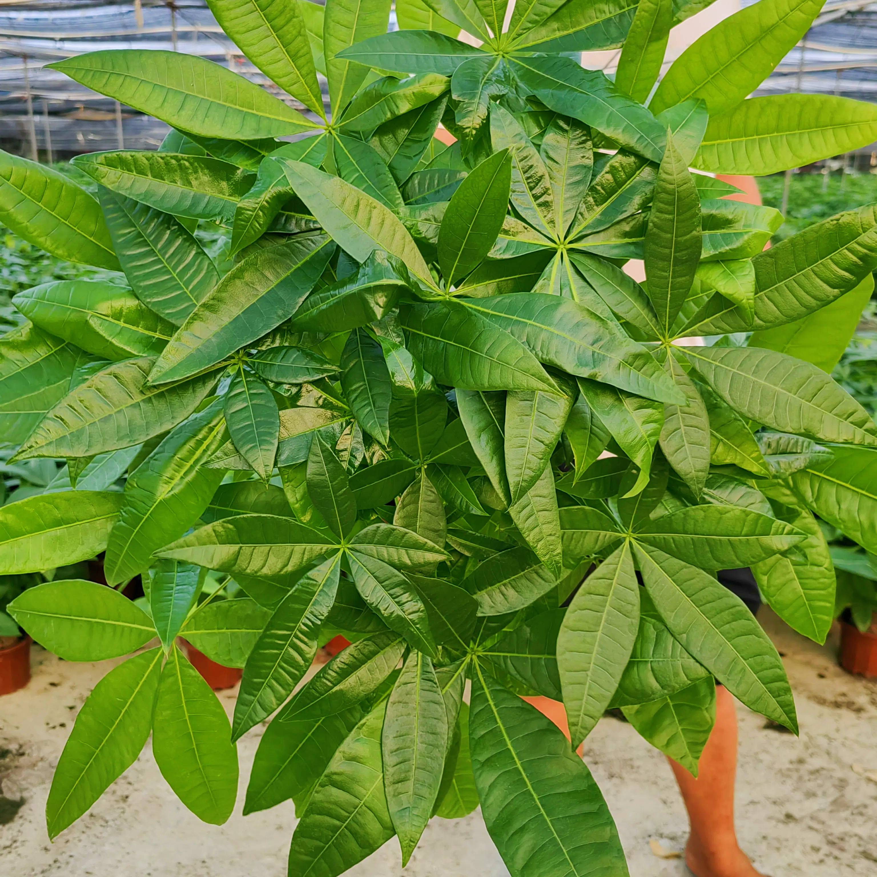 5年老桩大象腿发财树盆栽室内客厅办公室绿植四季常青好净化空气