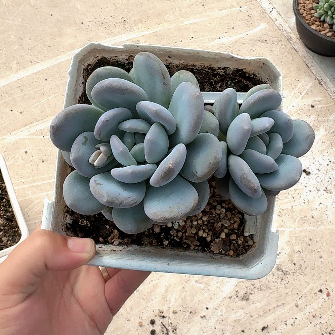 米雪奶 双头 一物一拍