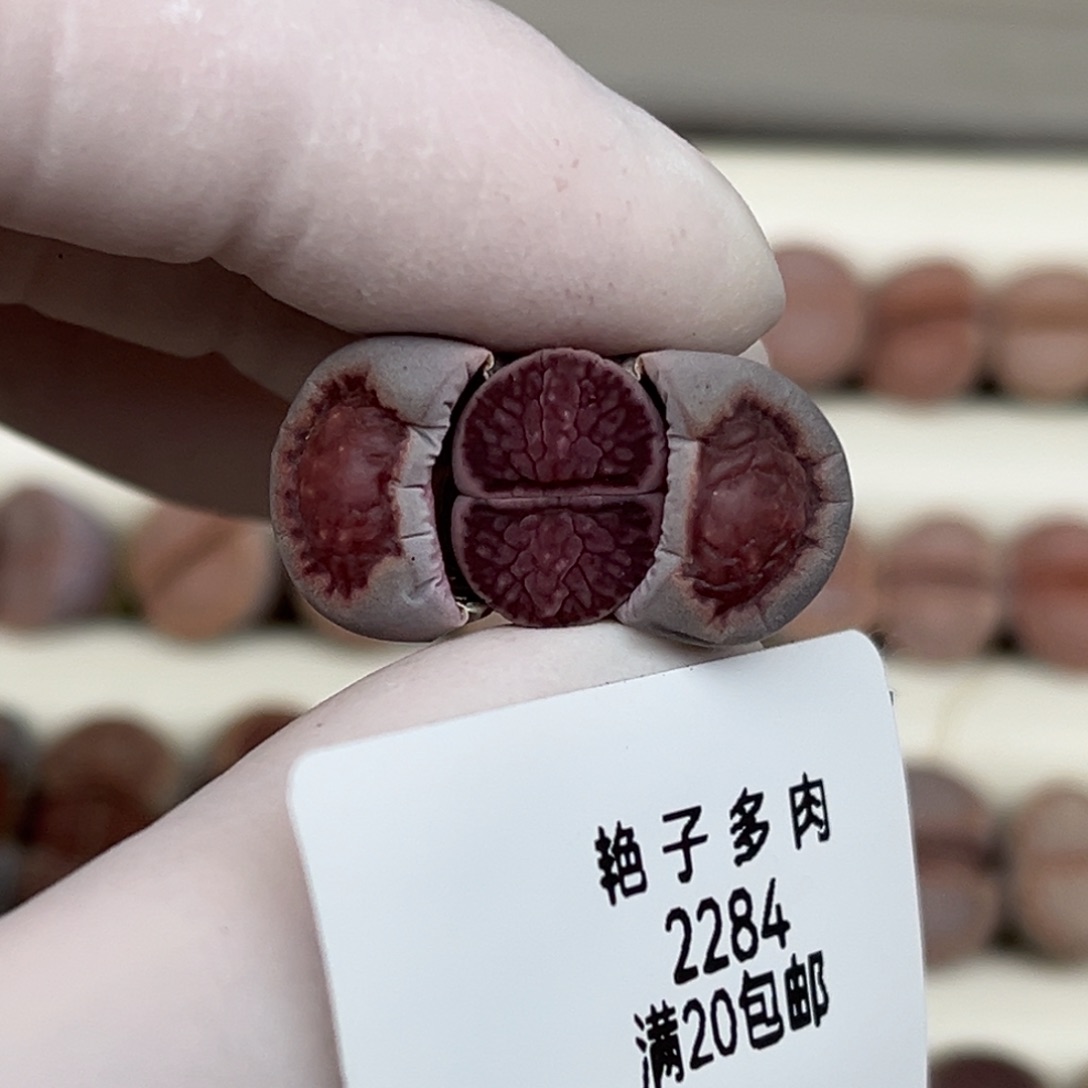 2284号一棵紫菊发货