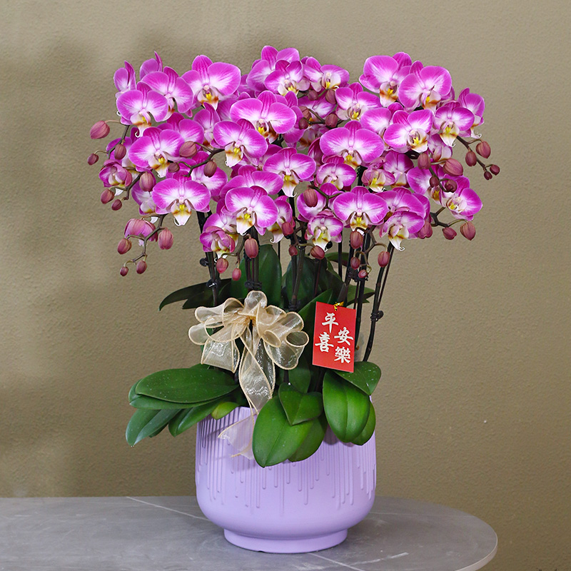 蝴蝶兰【雪山飞狐】带花带盆组好伴手礼送礼茶桌婚礼客厅美化装饰