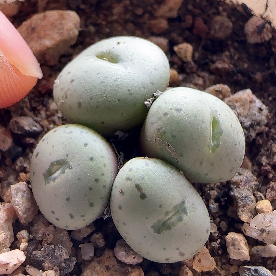 25203 脱土发货哦