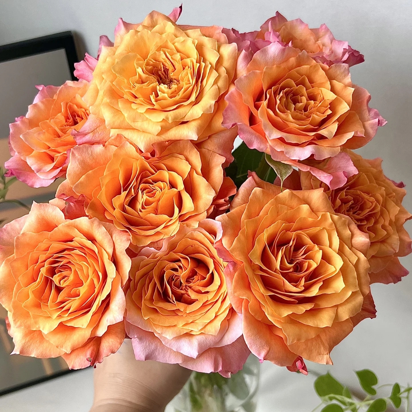 【火灵鸟玫瑰】一单也包邮 两单加品牌营养液5包  云南基地鲜花批发