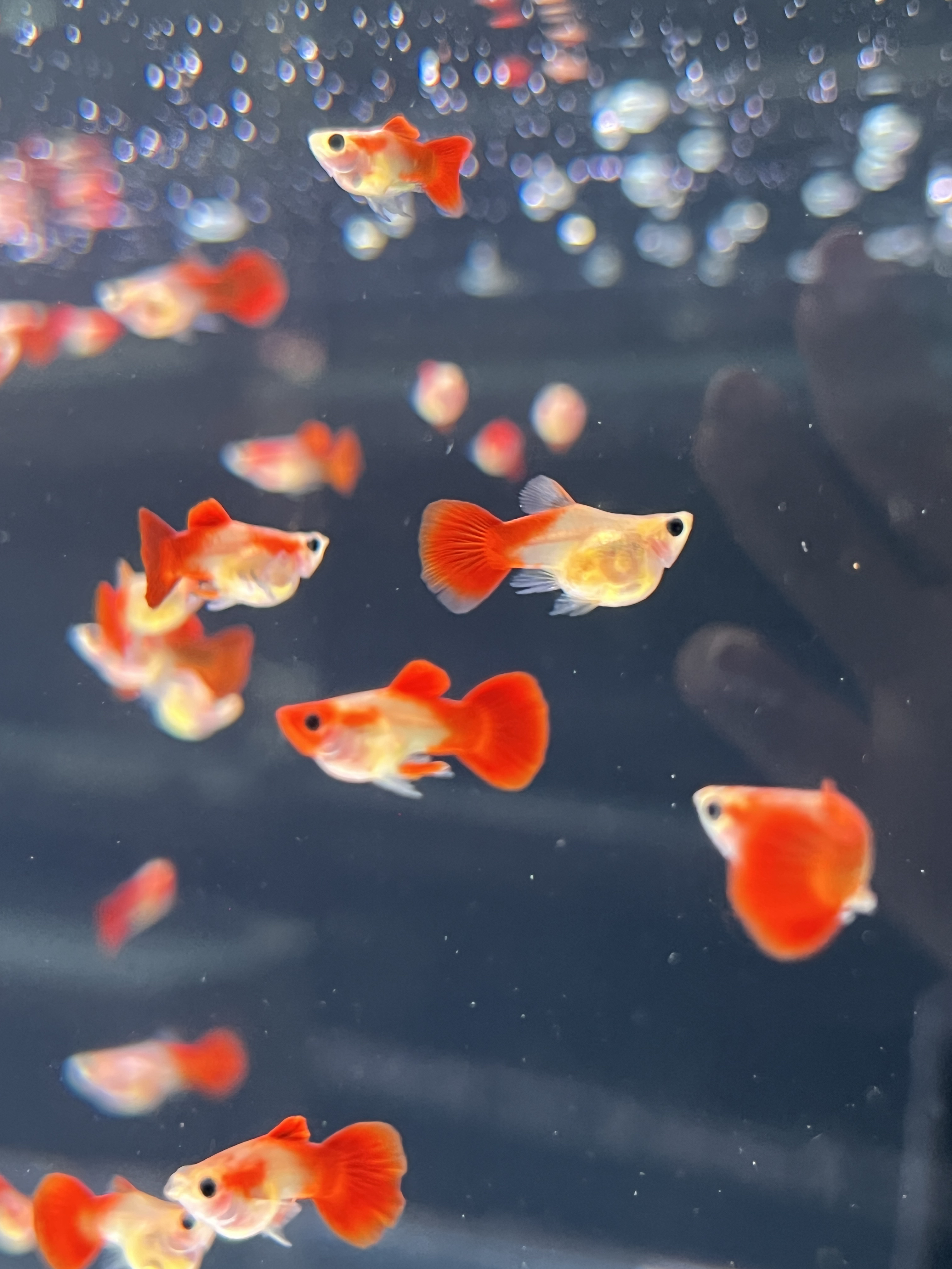 玻璃猫 黄豹球孔雀鱼观赏鱼 小型热带观赏鱼活体