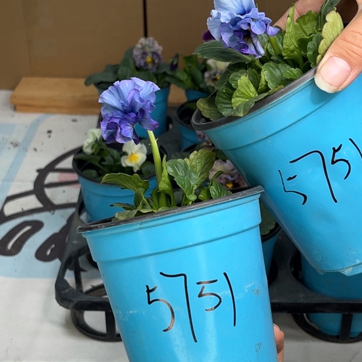 大部分花苞少量开放5751