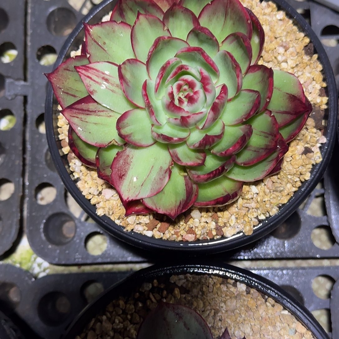 惊鸿仙子多肉植物