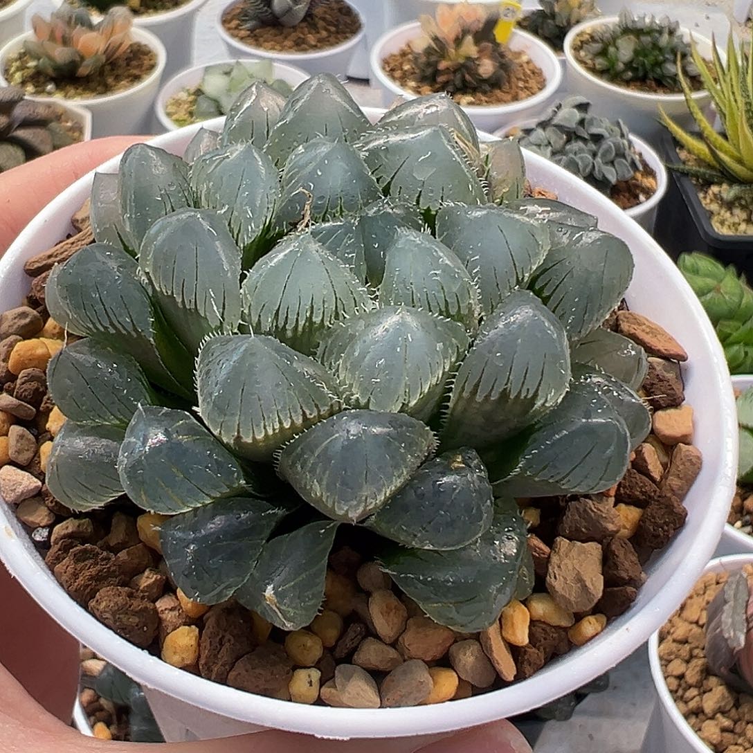 蓝镜玉露十二卷多肉植物