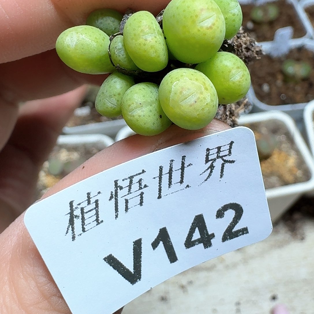 142盒多肉植物哇c g
