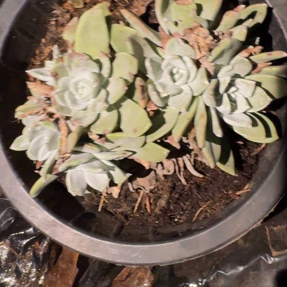 仙女多肉植物杂交