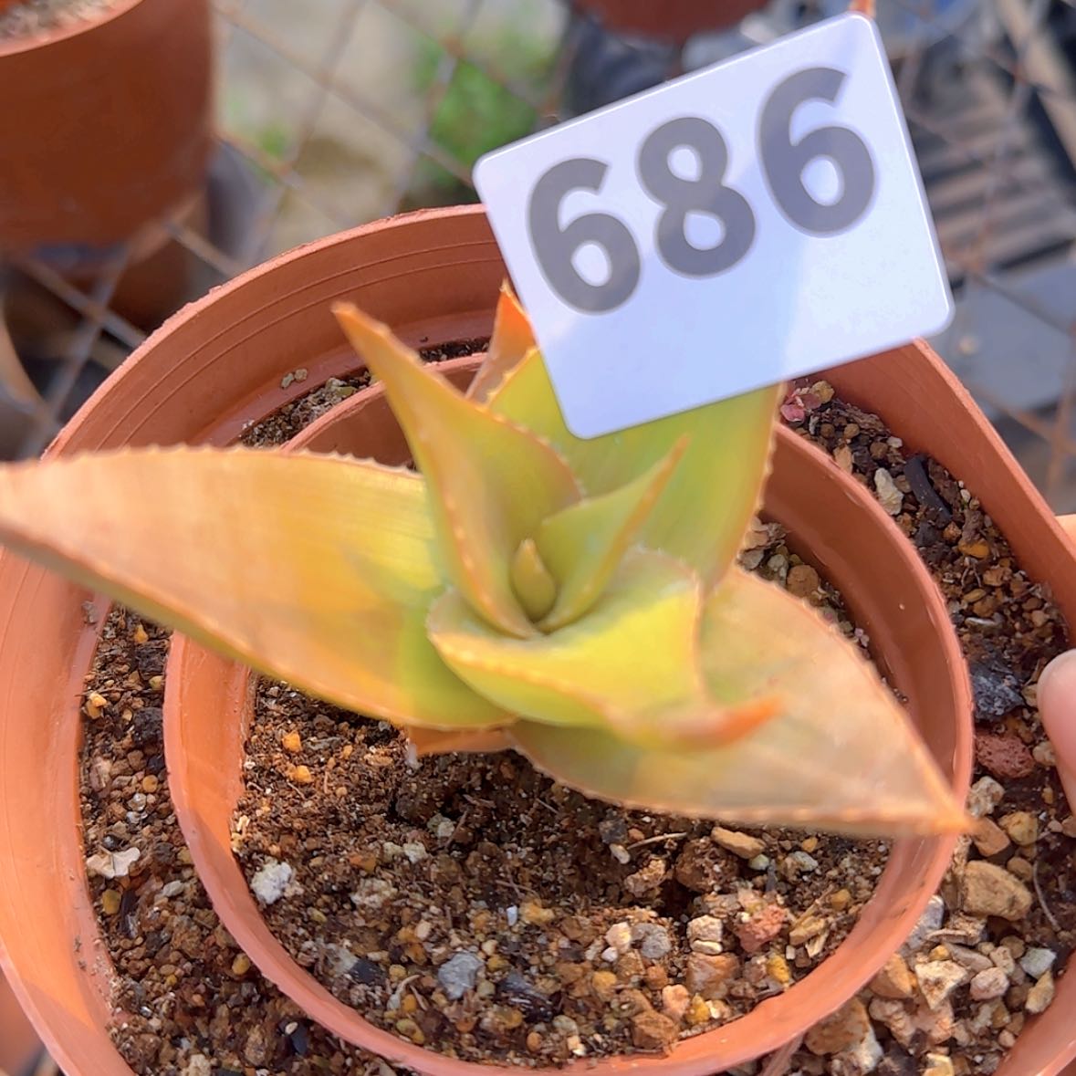 【闪购商品】F****2块根植物