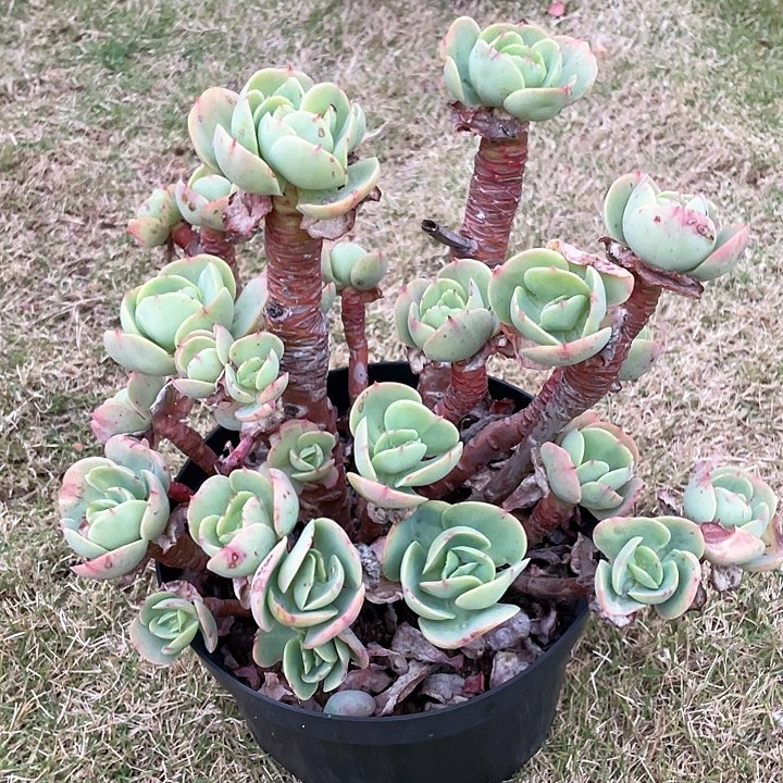 十****334 号包菜系列 1棵