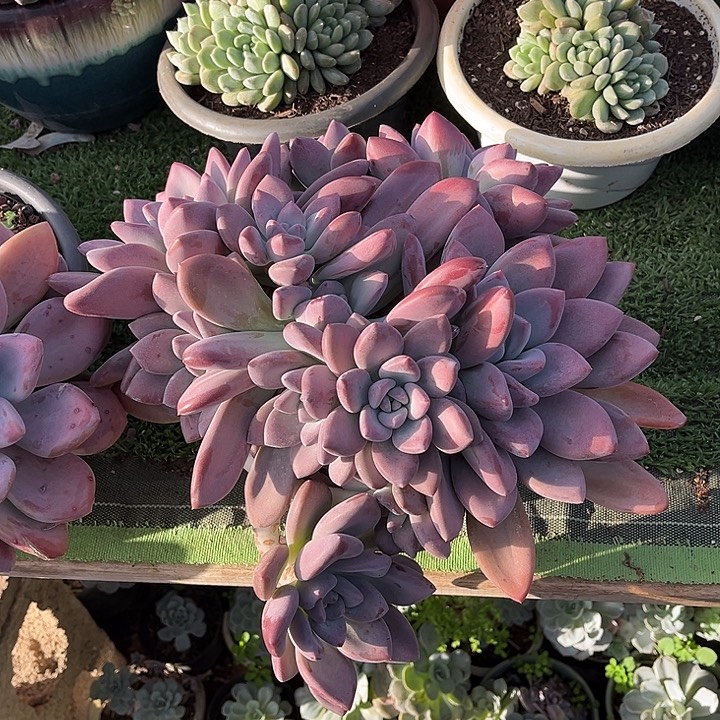 完全开放奥普大群30厘米