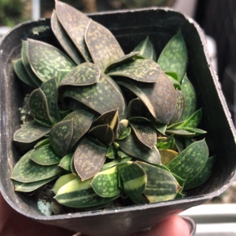 子宝锦群带盆发货哈哈哈