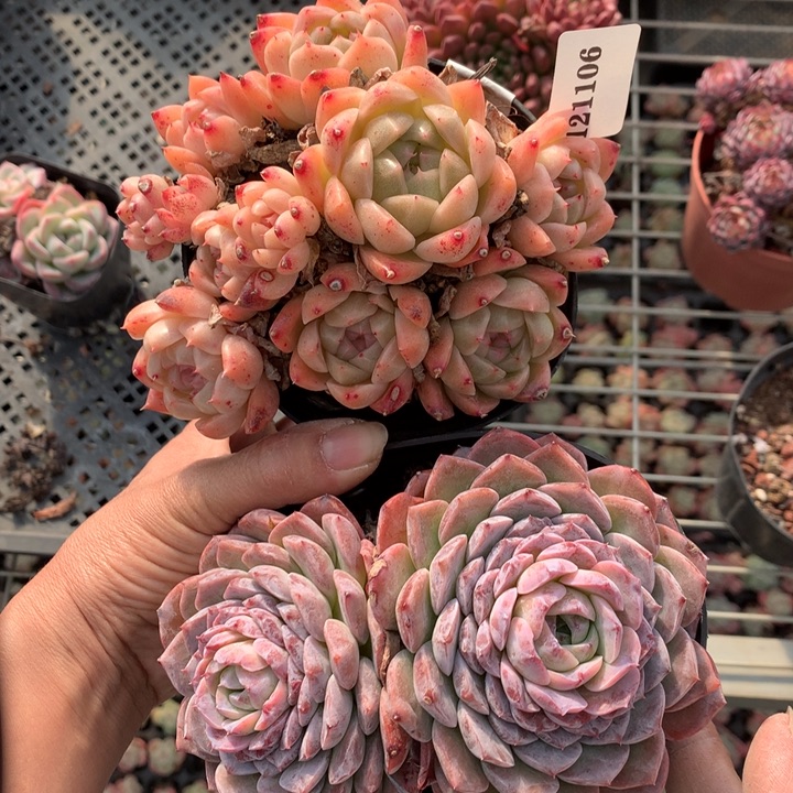 121106两个嗯嗯嗯嗯嗯嗯好喜欢