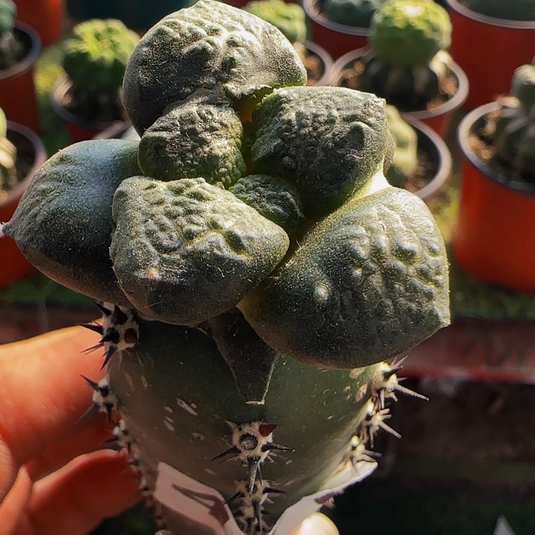 大尤连山479仙人球