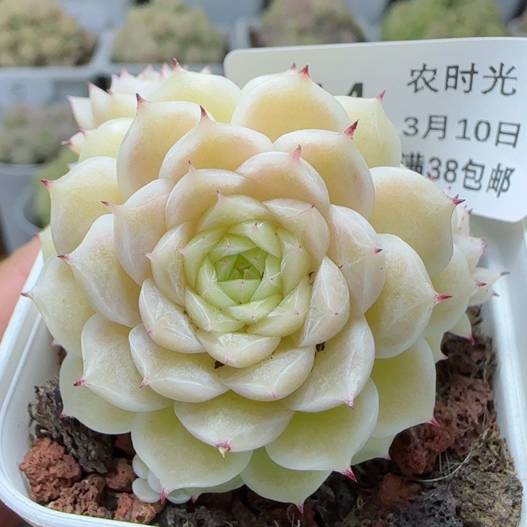【闪购商品】0310-114（女王-175）