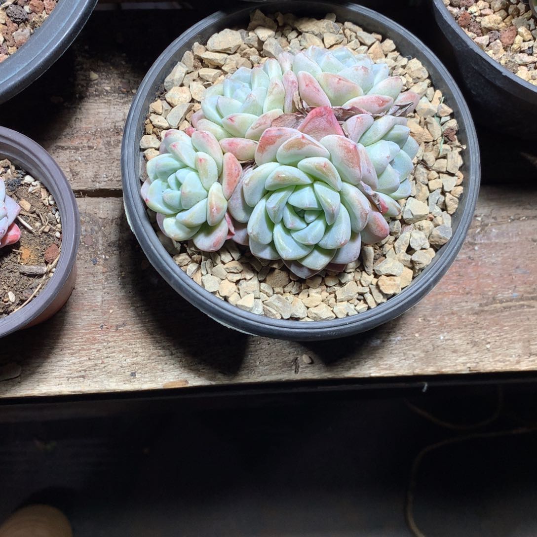 爱****香静香哈哈哈哈哈哈哈哈