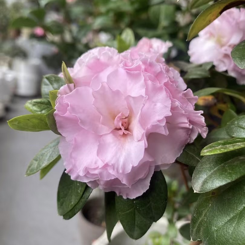 粉双樱杜鹃四季开花杜鹃粉色杜鹃花