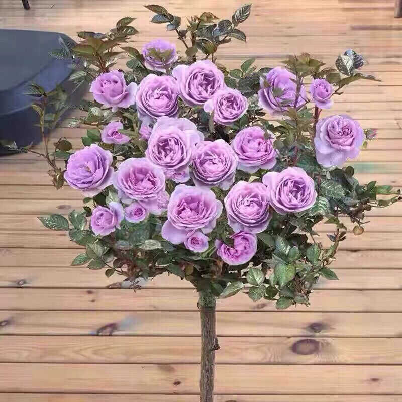 【蓝色风暴】棒棒糖树桩月季大花浓香四季开花庭院  阳台  四季好养