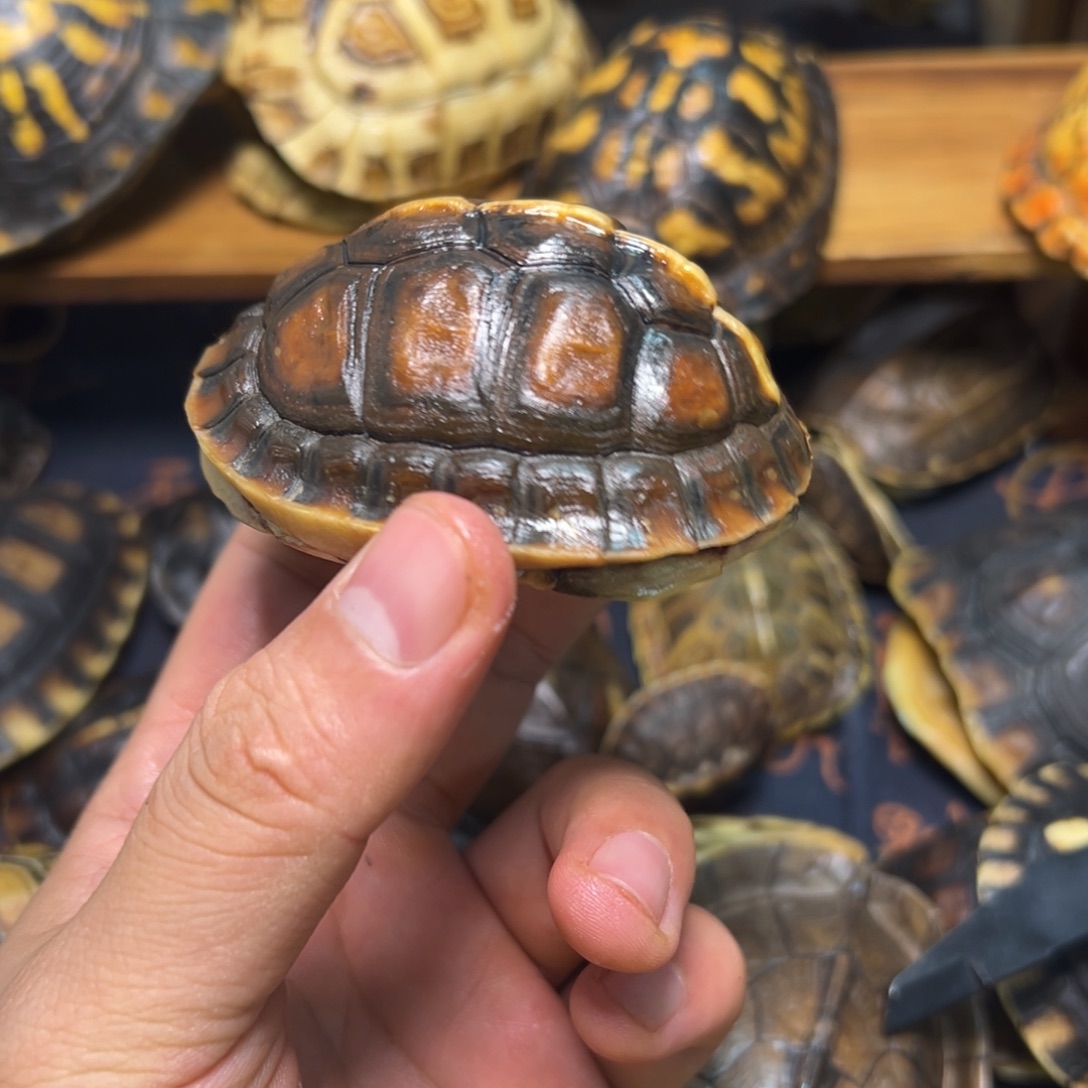 哦***哦呀呀呀呀呀呀呀呀呀呀呀呀