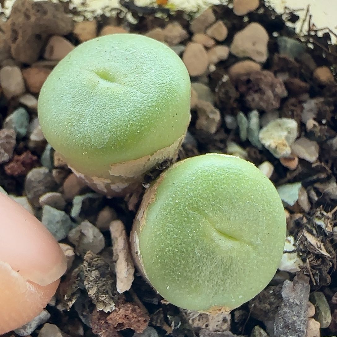 28包邮脱土发货27830