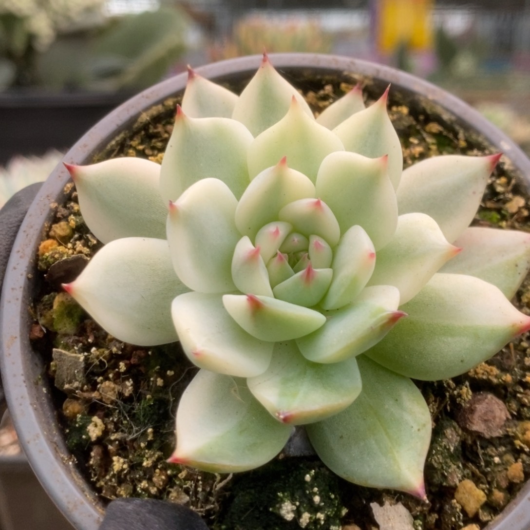 262锦锦锦锦锦锦锦锦