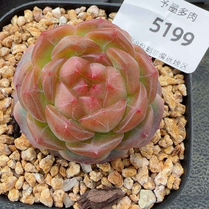 星空幻影，5199多肉植物