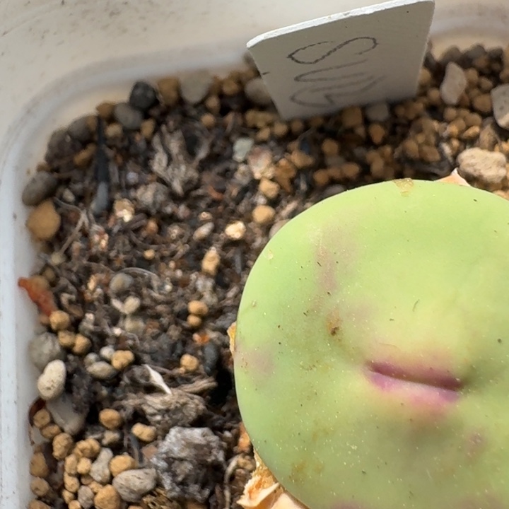 豆包多肉-44号嘴一颗