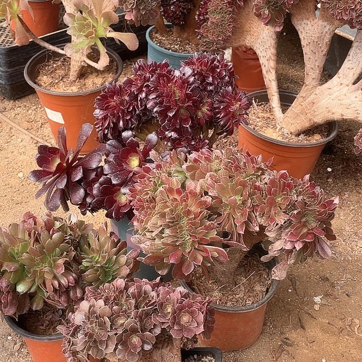 A054多肉缀化36.8-4