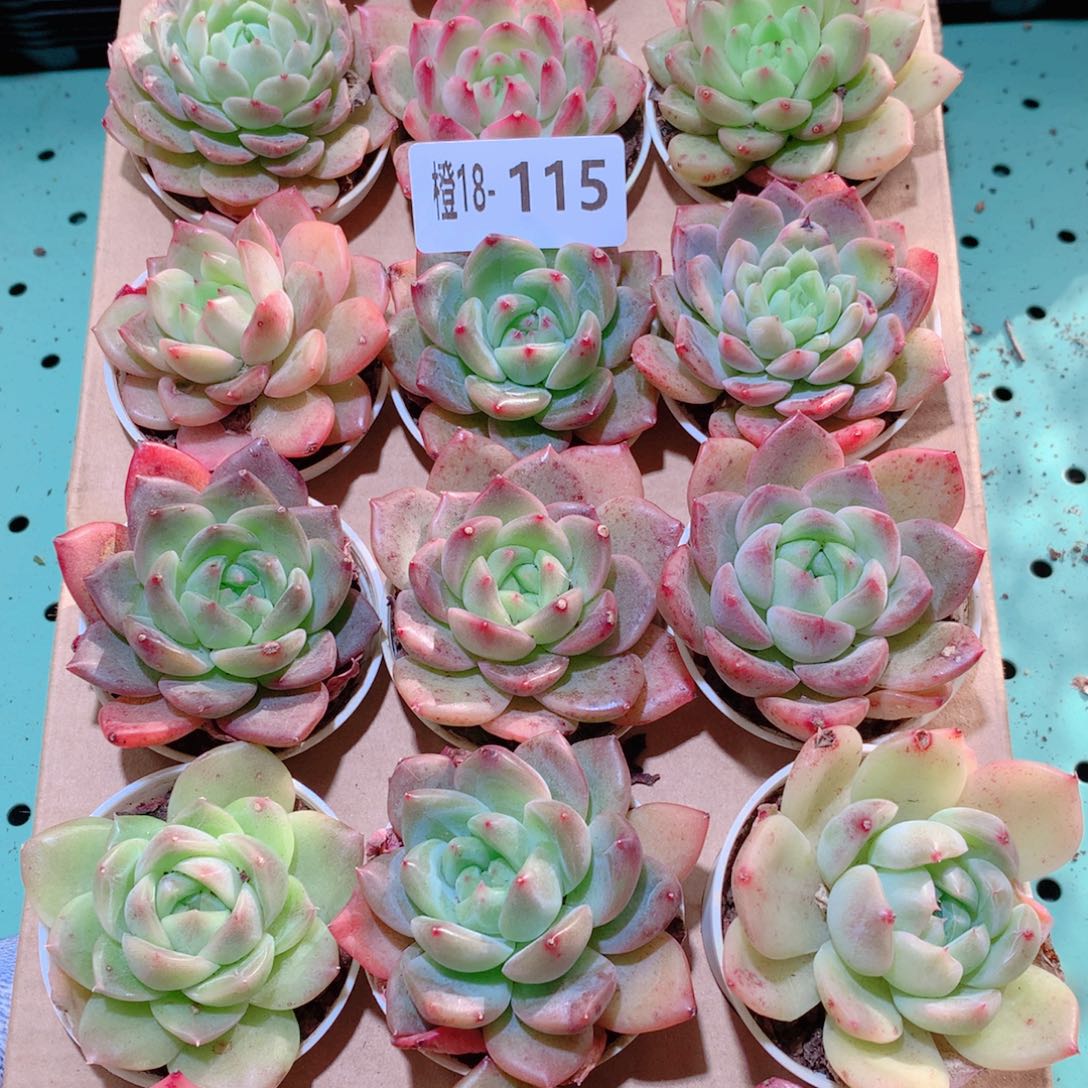 18-115一物一拍多肉带盆18颗