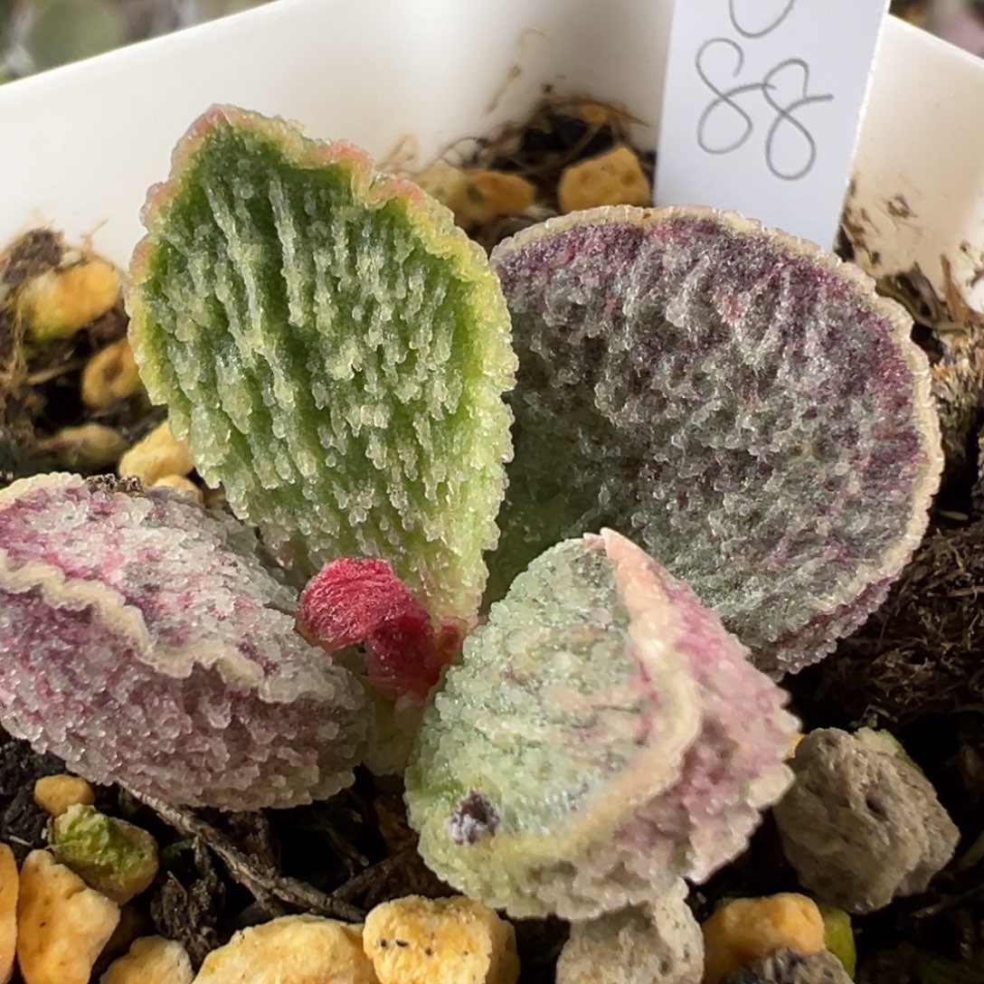 血斑冰碴子纹实生新品大苗