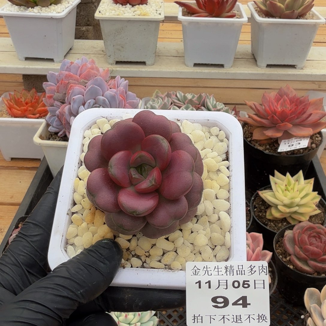 1105-94葡萄红锦单头