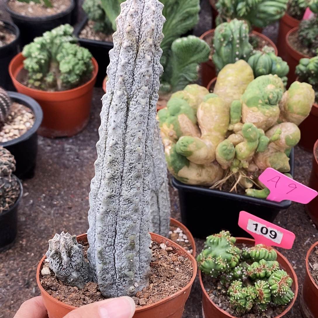 花花草草花花草草