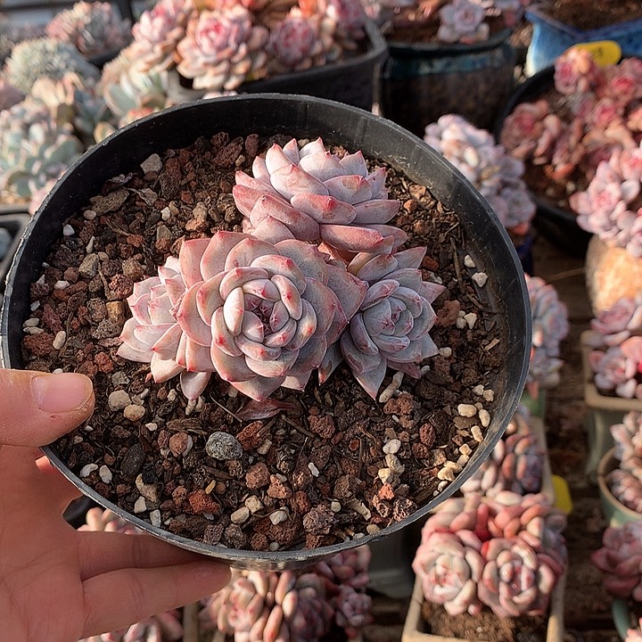  星影多肉哈哈哈哈2